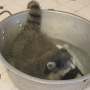 Meet your Posher, Melody